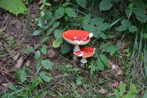 69975215 852373708489425 4564561937903386624 n